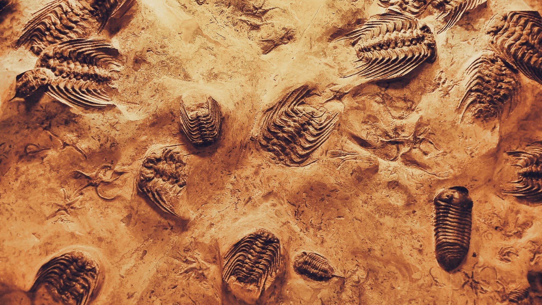 close up photo of fossils