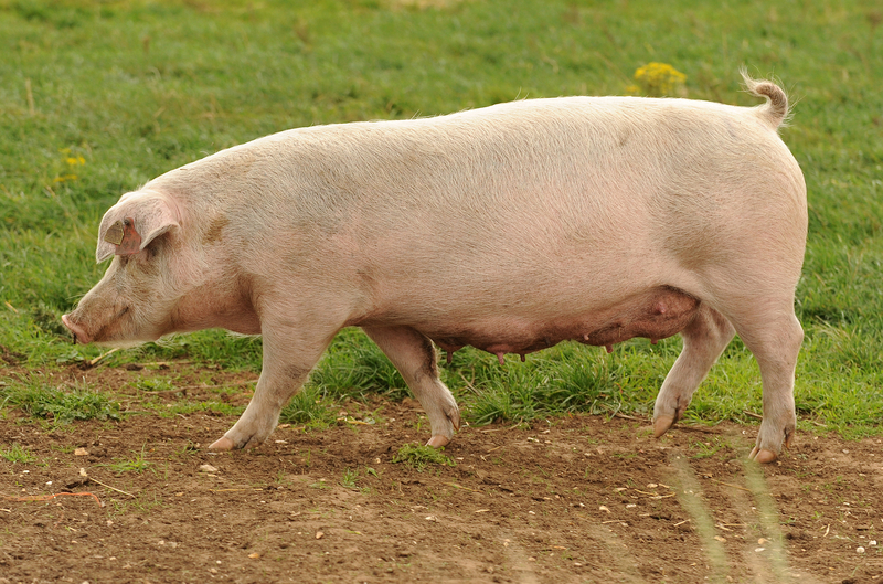 Lard Vs. Tallow PERMA∞EARTH