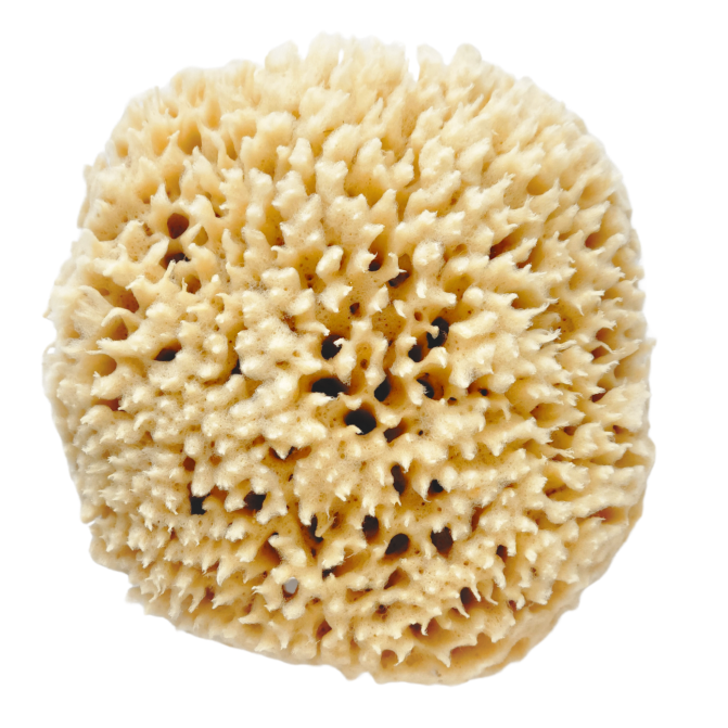 Natural Sea Sponge - Bahama "Wool"
